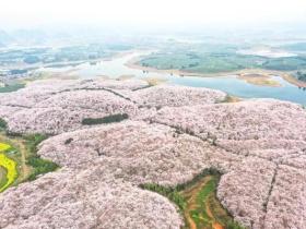 全世界最大樱花基地就在贵州，贵州70万株樱花浪漫盛放！
